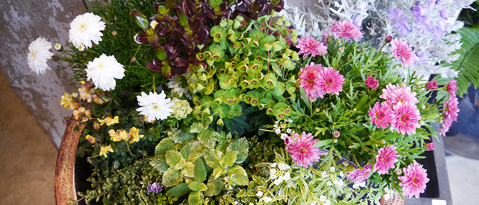 春からはじめるガーデニング 春の花セレクション 三菱地所のレジデンスクラブ 公式