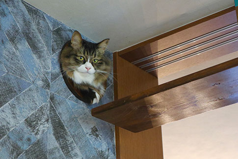 愛猫が喜ぶインテリア Diyと猫家具の実例を紹介 三菱地所のレジデンスクラブ 公式