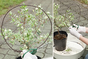 トピアリー仕立ての植物でフォーマルな鉢植え 球形のトピアリーをつくろう 三菱地所のレジデンスクラブ 公式