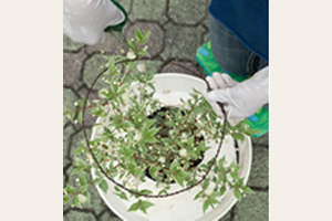 トピアリー仕立ての植物でフォーマルな鉢植え 球形のトピアリーをつくろう 三菱地所のレジデンスクラブ 公式