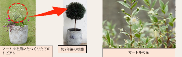 トピアリー仕立ての植物でフォーマルな鉢植え 球形のトピアリーをつくろう 三菱地所のレジデンスクラブ 公式 トピアリー仕立ての植物でフォーマルな鉢植え 球形のトピアリーをつくろう 三菱地所のレジデンスクラブ 公式