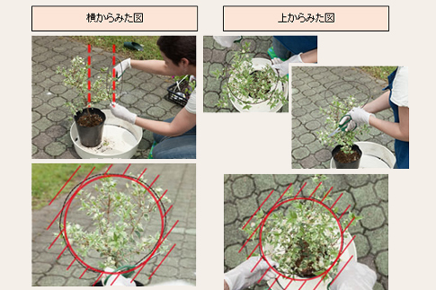 トピアリー仕立ての植物でフォーマルな鉢植え 球形のトピアリーをつくろう 三菱地所のレジデンスクラブ 公式 トピアリー仕立ての植物でフォーマルな鉢植え 球形のトピアリーをつくろう 三菱地所のレジデンスクラブ 公式