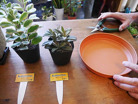 お家で多肉植物 簡単な挿し木 葉挿しでの株の殖やし方 三菱地所のレジデンスクラブ 公式