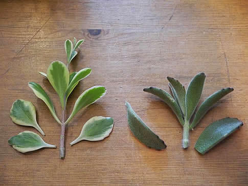 お家で多肉植物 簡単な挿し木 葉挿しでの株の殖やし方 三菱地所のレジデンスクラブ 公式 お家で多肉植物 簡単な挿し木 葉挿しでの株の殖やし方 三菱地所のレジデンスクラブ 公式