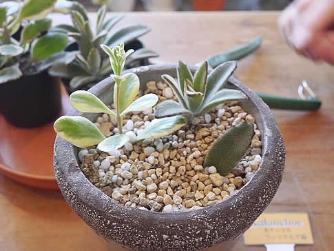 お家で多肉植物 簡単な挿し木 葉挿しでの株の殖やし方 三菱地所のレジデンスクラブ 公式
