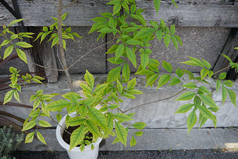 初夏に植え始めるのにオススメな緑鮮やかな草木 種類と育て方のコツ 三菱地所のレジデンスクラブ 公式