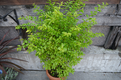 初夏に植え始めるのにオススメな緑鮮やかな草木 種類と育て方のコツ 三菱地所のレジデンスクラブ 公式