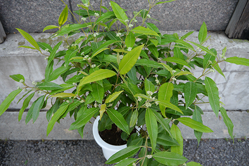 初夏に植え始めるのにオススメな緑鮮やかな草木 種類と育て方のコツ 三菱地所のレジデンスクラブ 公式